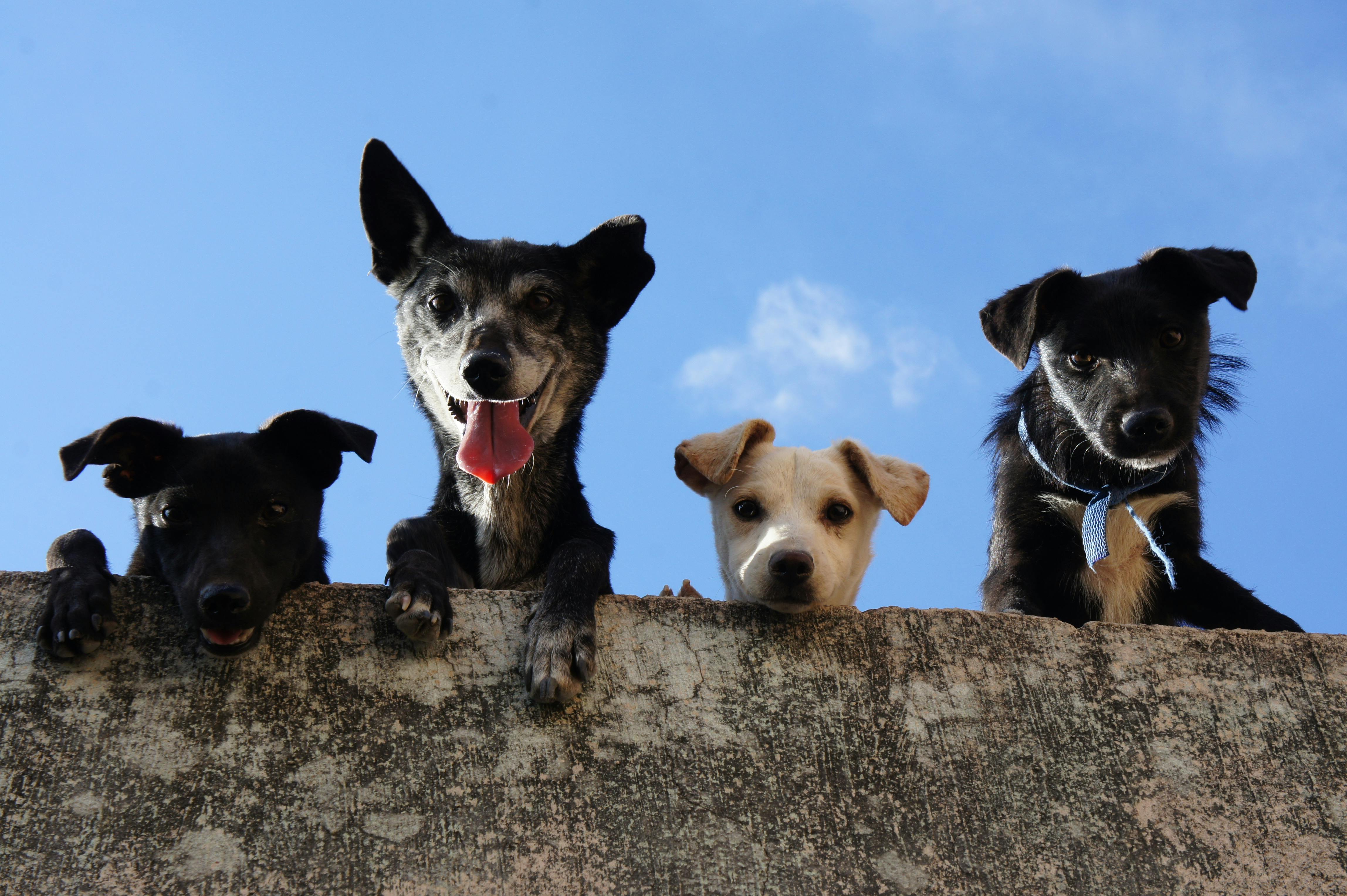 perros