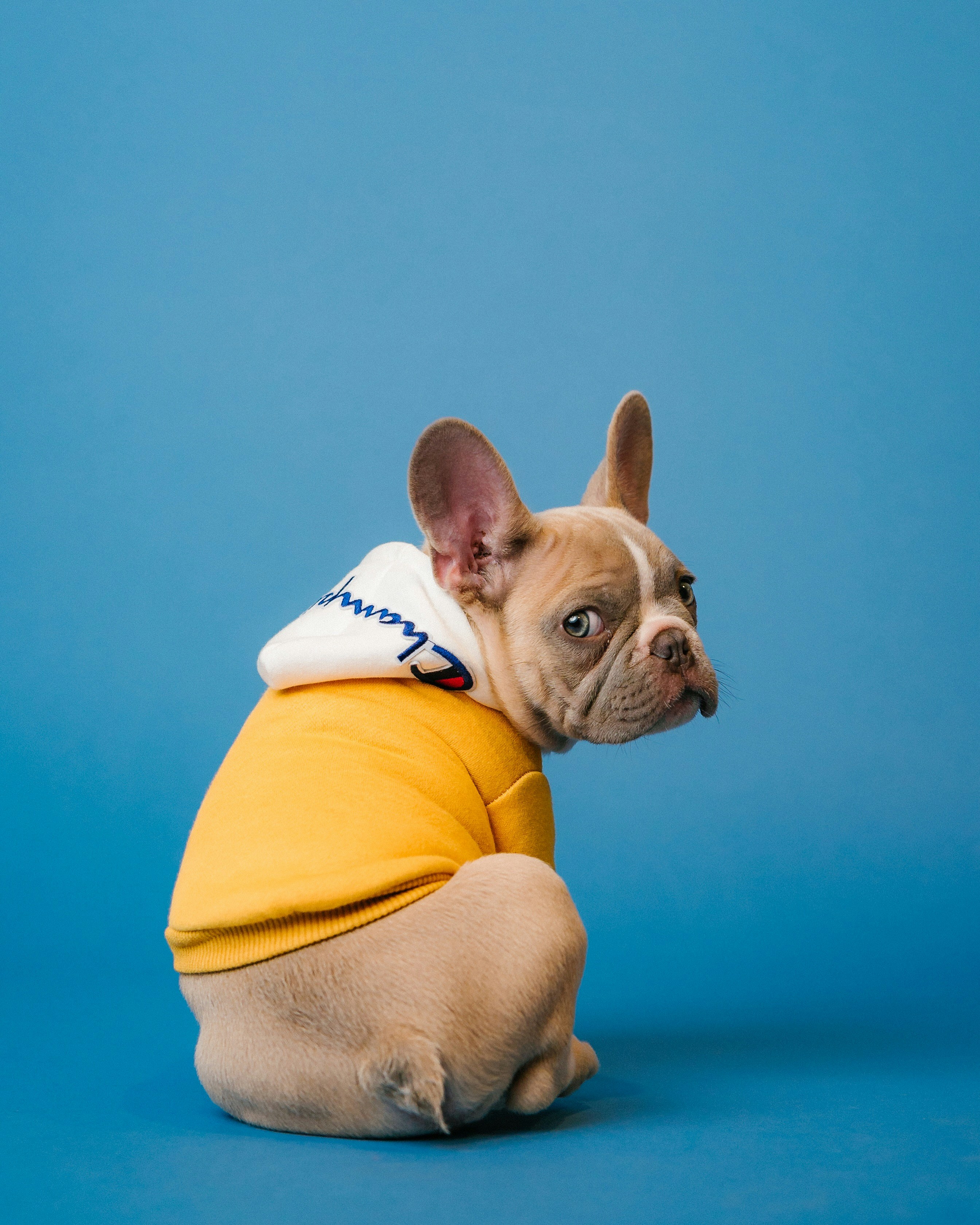 ropa-perro