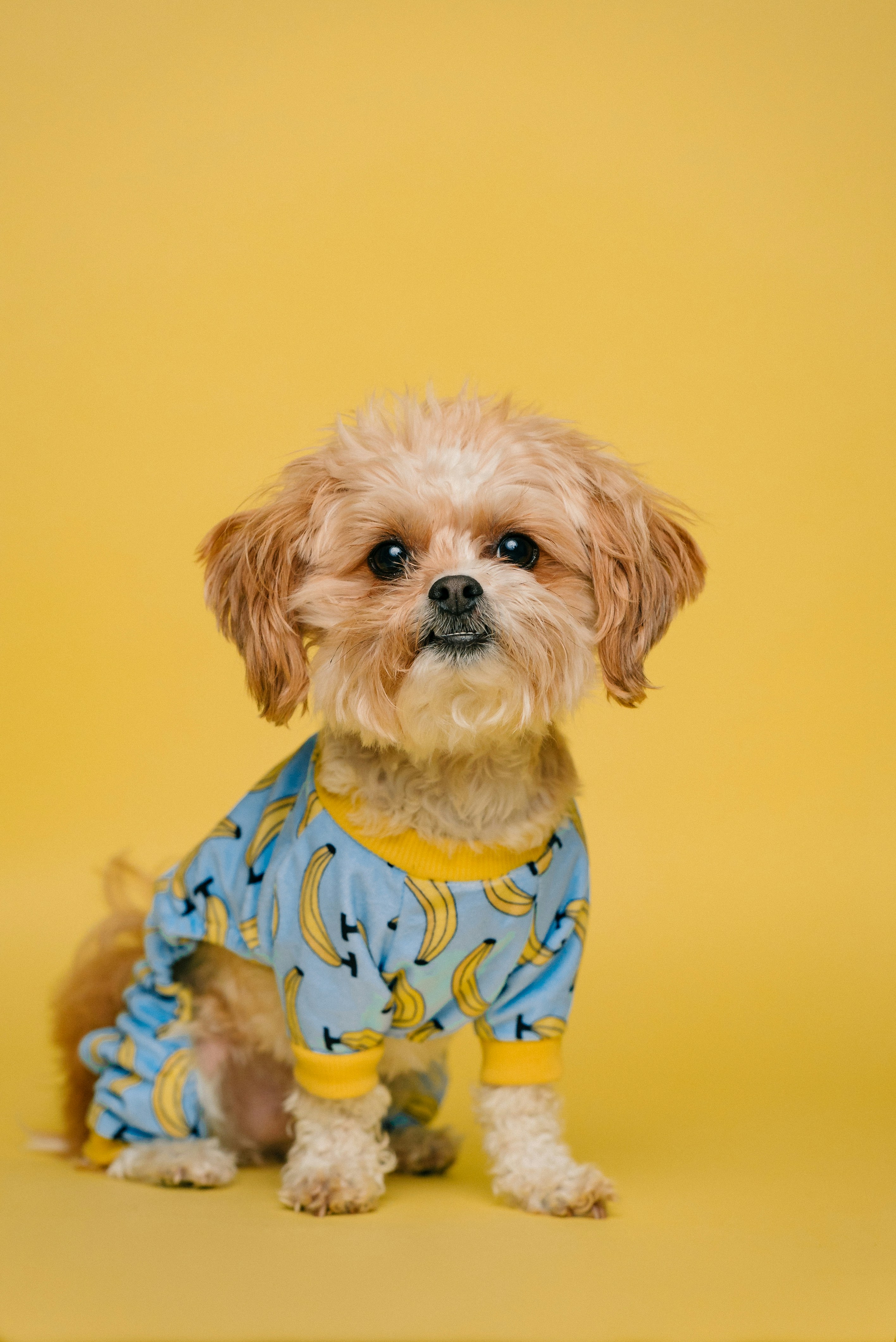 ropa-perro
