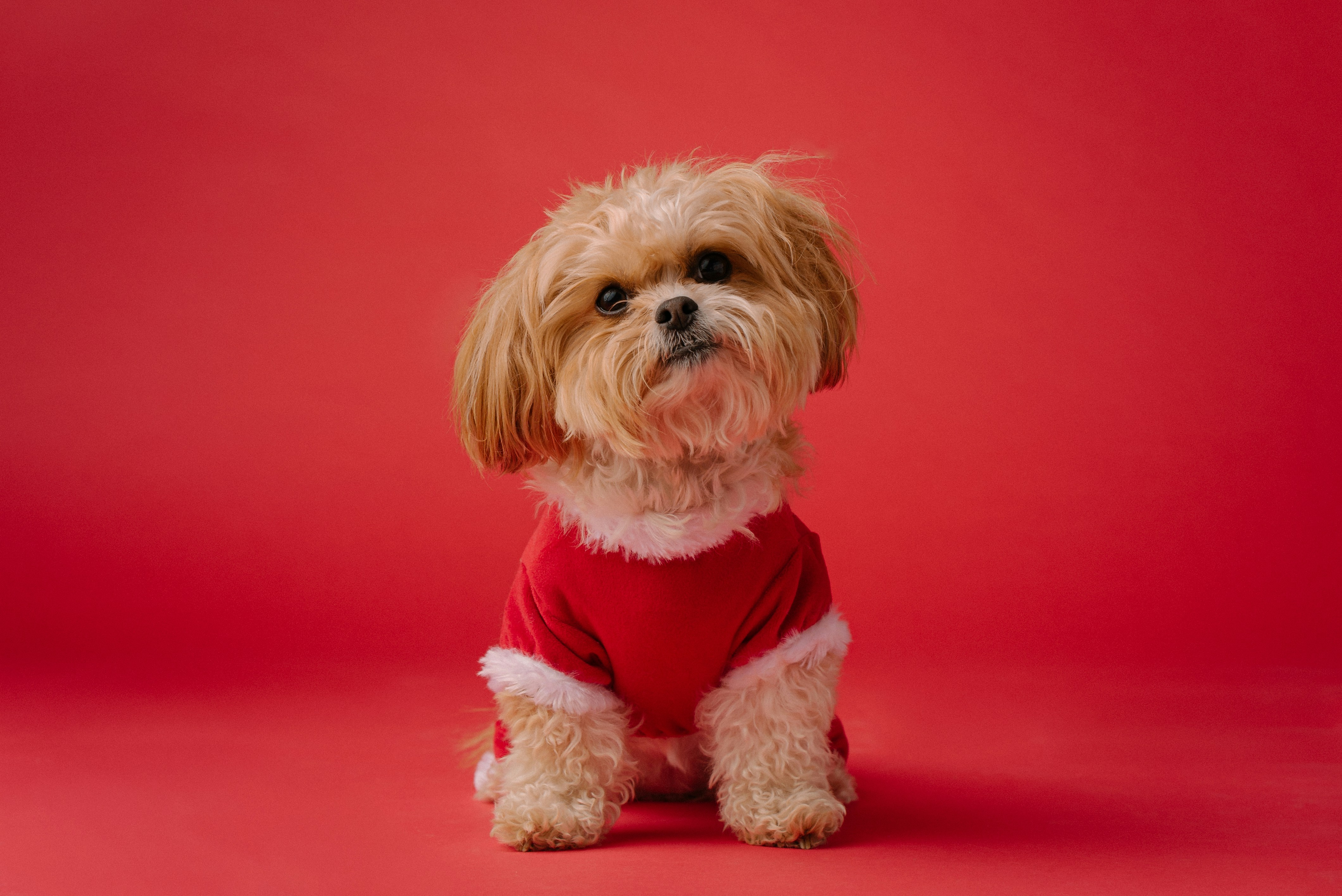 ropa-perro