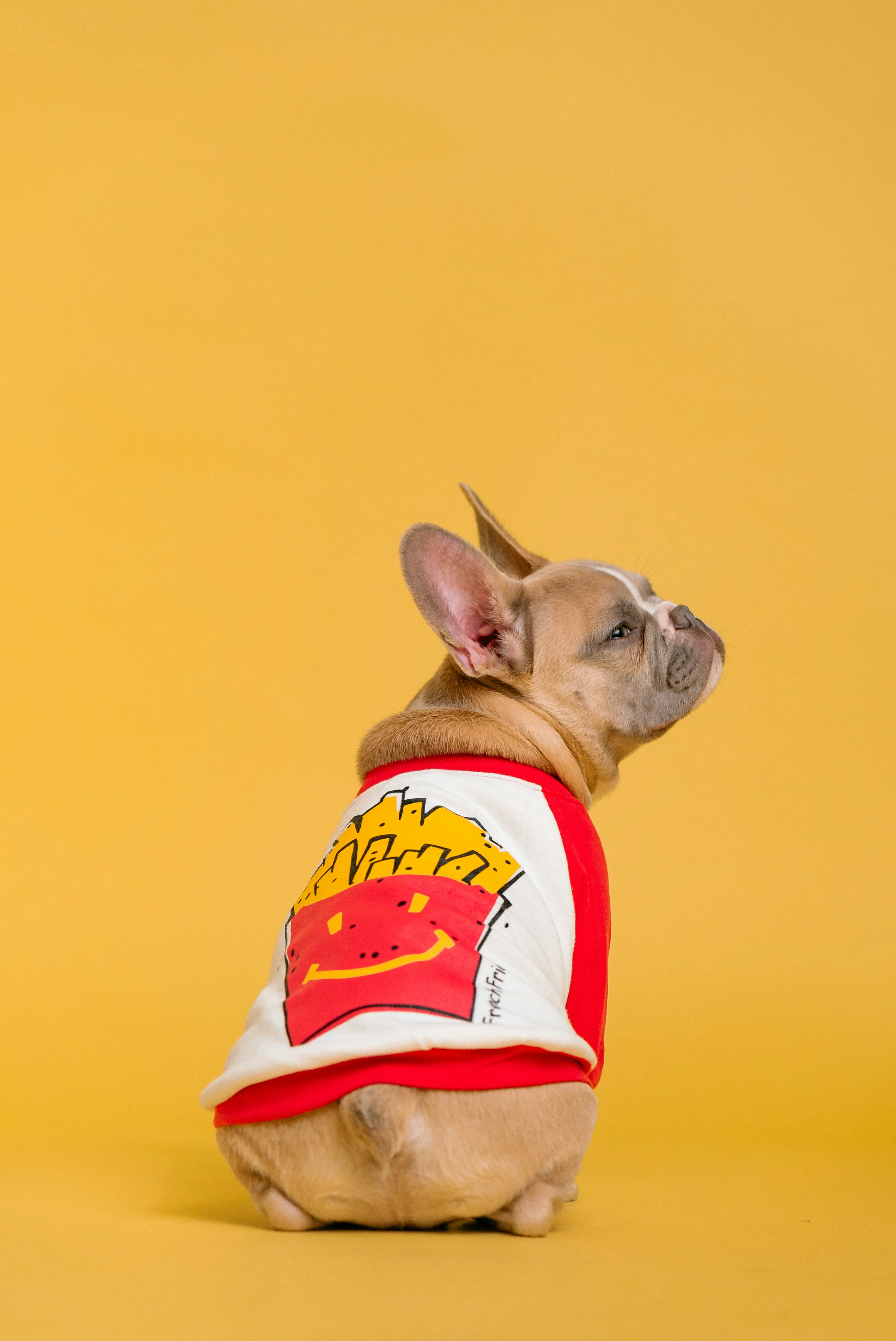 ropa-perro