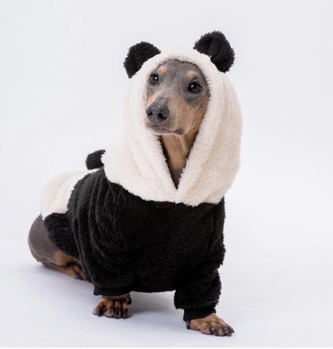 ropa-perro